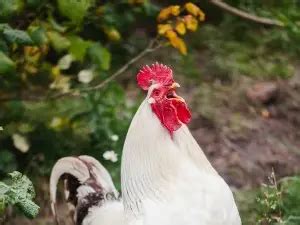 chicken acting like something stuck in throat|chip stuck in throat.